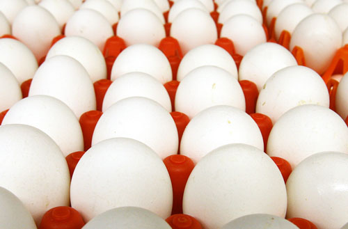 namakkal egg suppliers