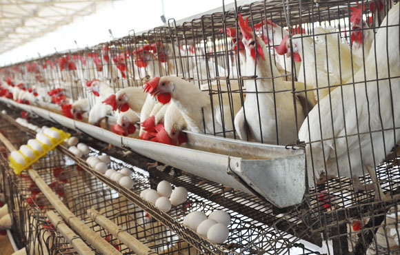 egg poultry farm in tamilnadu